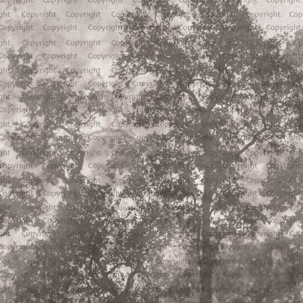 SE312 Series | Tree Design Mural Wallpaper - Image 3